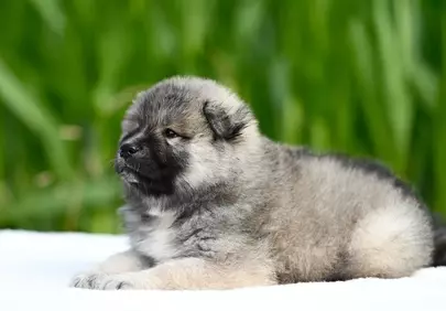 Adorable Eurasier Puppy: Fluffy Joy in Nature