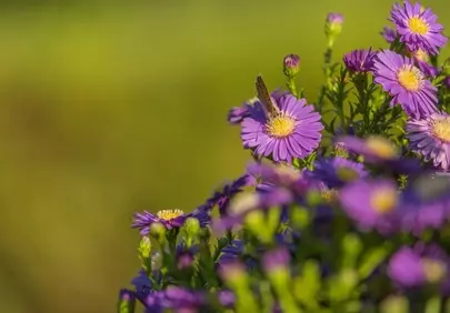 Vibrant Purple Aster Blooms: Butterfly's Summer Delight