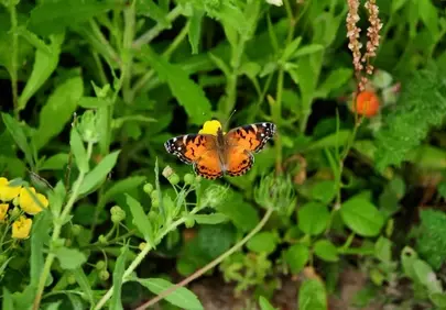 Vibrant Painted Lady Butterfly Gracing a Summer Flower