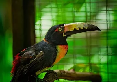 Vibrant Toucan: Exotic Bird with Colorful Feathers