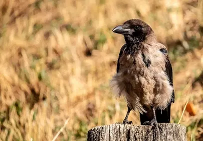 Majestic Raven: A Glimpse into Nature's Wild Beauty
