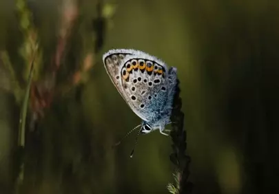 Enchanting Blue Butterfly Perched on a Whispering Plant