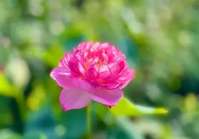 Vibrant Pink Bowl Lotus: A Summer Bloom HD Wallpaper