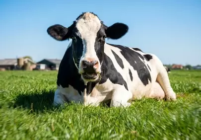Serene Holstein: Relaxing Dairy Cow in Sunny Meadow