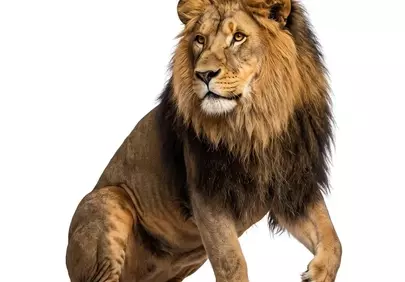 Majestic Savannah King: Powerful Lion on White Background