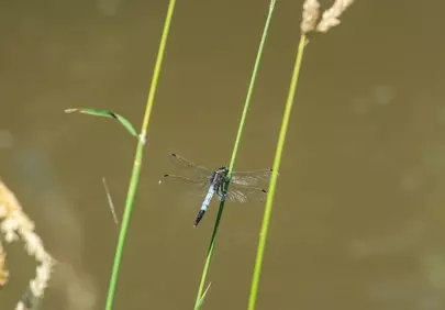 Vibrant Dragonfly Perched on Grass in Wetland Macro