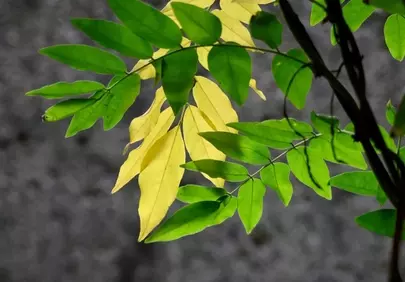 Vibrant Green and Yellow Leaves Bathed in Sunlight