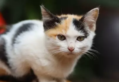Enchanting Calico Kitten: A Darling Gaze in Nature