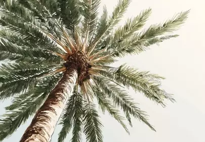 Vibrant Tropical Palm: A Glimpse of Paradise