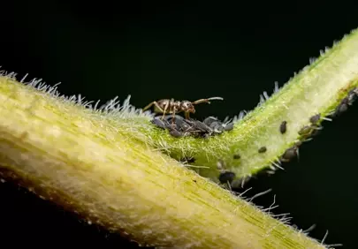 Intricate Macro: Ant and Aphids on a Hairy Stem
