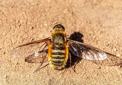 Macro Marvel: Furry Fly on Sandy Ground