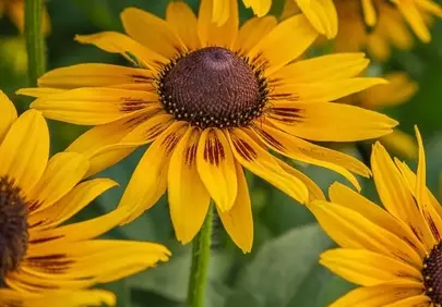 Vibrant Summer Blooms: Black-Eyed Susan Flowers in Sunlight