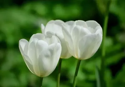 Stunning White Tulips: A Vision of Spring Purity