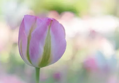 Vibrant Pink Tulip Bloom in a Serene Spring Garden