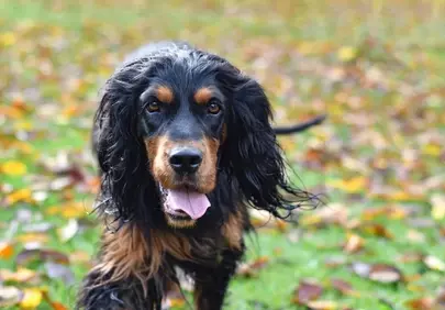 Majestic Gordon Setter: Loyal Companion in Autumn's Embrace