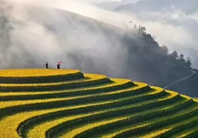 Golden Terraces: Misty Mountains Embrace Autumn Harvest