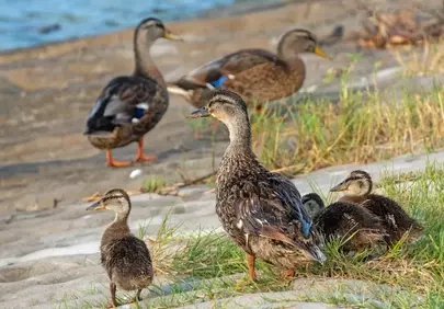 Serene Spring: Mallard Ducks and Ducklings by the Water's Edge