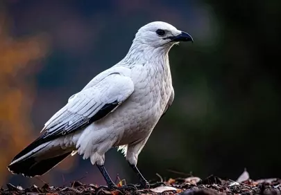 Stunning White Bird: Majestic Raptor in Autumn Wilderness