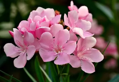 Vibrant Pink Oleander: Nature's Summer Elegance