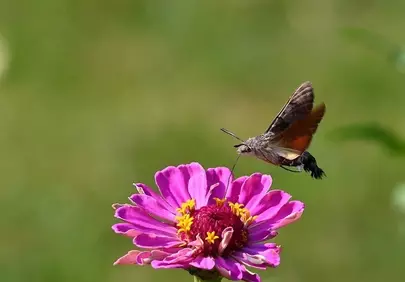 Hummingbird Hawk-Moth Feeds on Vibrant Zinnia Nectar
