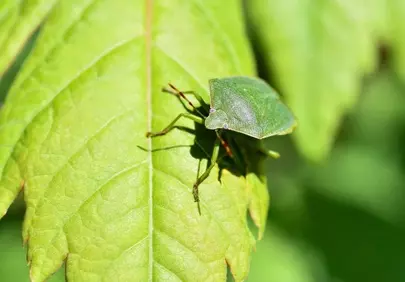 Vibrant Green Shield Bug on Leaf: Macro Nature Detail
