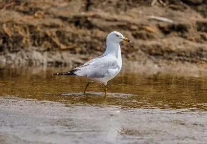 Majestic Seagull Striding Through Shallows on a Serene Beach