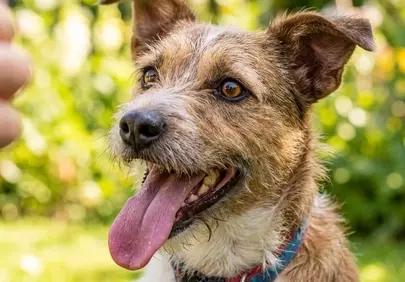 Charming Terrier Mix: Playful Pup's Joyful Summer Portrait