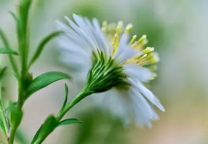 Stunning White Aster: Delicate Beauty in Macro Detail