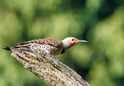 Vibrant Flicker Perched: Nature's Jewel in Close-Up