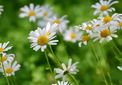 Vibrant Daisy Meadow: A Symphony of Summer Bliss