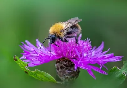 Vibrant Macro: Hazel Bumblebee on Purple Thistle Flower