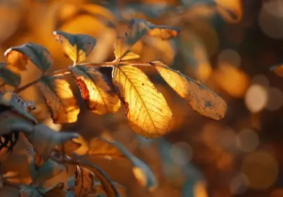 Golden Hour Glow: Autumn Leaves Nature Wallpaper
