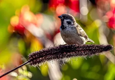 Vibrant Sparrow Perched: Nature's Delicate Beauty in HD