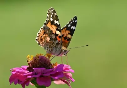 Vibrant Butterfly on Zinnia: A Summer Garden's Delight