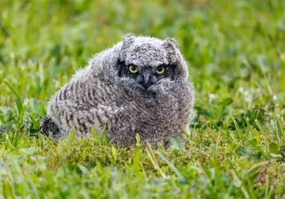 Adorable Owl Chick Hiding in Lush Green Grass