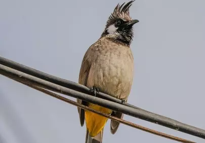 Stunning Whiskered Bulbul: Majestic Bird Perched in Nature