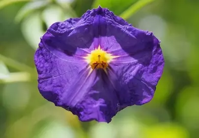 Vibrant Purple Petunia: A Summer Garden's Heart