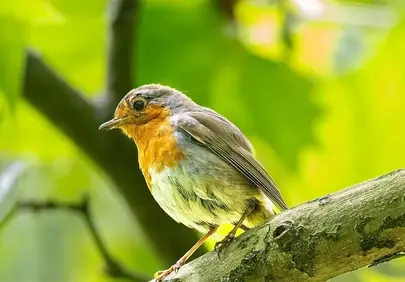 Vibrant Robin Perched Amidst Lush Green Spring Foliage