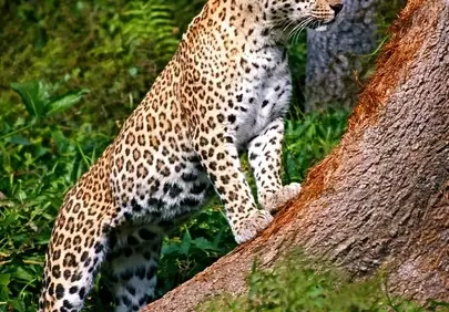 Majestic Indian Leopard: King of the Jungle's Stealth