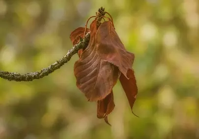 Vibrant Autumn Twig: Macro Leaves on a Blurred Background