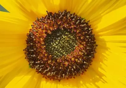 Vibrant Sunflower Macro: A Golden Gaze into Nature's Heart
