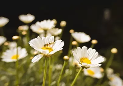 Vibrant Daisy Macro: Hoverfly on White Petals in Summer Meadow