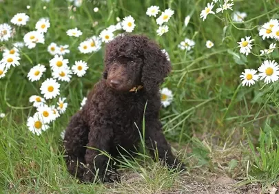 Charming Chocolate Poodle Puppy Amidst Daisies