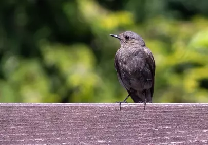 Captivating Songbird Perched: Nature's Quiet Elegance in 4K
