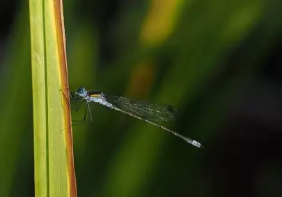 Enchanting Damselfly: Macro Detail on a Green Leaf