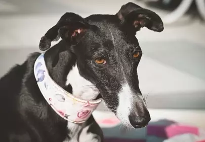 Stunning Greyhound Portrait: Graceful Canine with Pink Collar