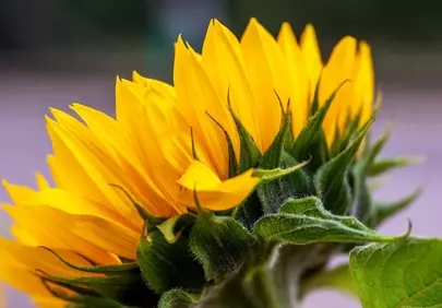 Vibrant Sunflower Petals: A Close-Up of Summer's Beauty