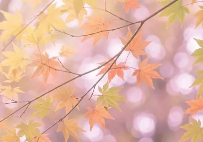 Vibrant Pastel Maple: A Soft Autumn Dream