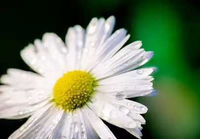 Stunning Macro: Fresh Daisy with Sparkling Water Droplets