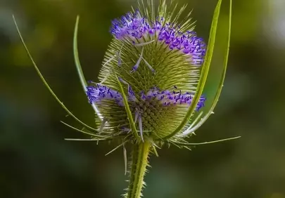 Vibrant Purple Thistle Blossom in Nature's Embrace